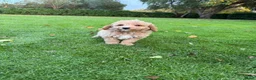 Labradoodle honden te koop: Dwergpoedel x Labradoodle pups - Advertentie 31