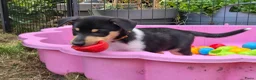 Schotse Herdershond korthaar honden te koop: Nog 2 knappe reuen schotse collie korthaar reuen. - Advertentie 13