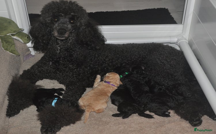 Poedel honden - Advertentie 7