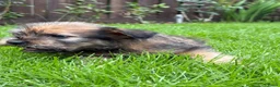 Kruising honden te koop: Lieve puppy’s 🐶  - Advertentie 11