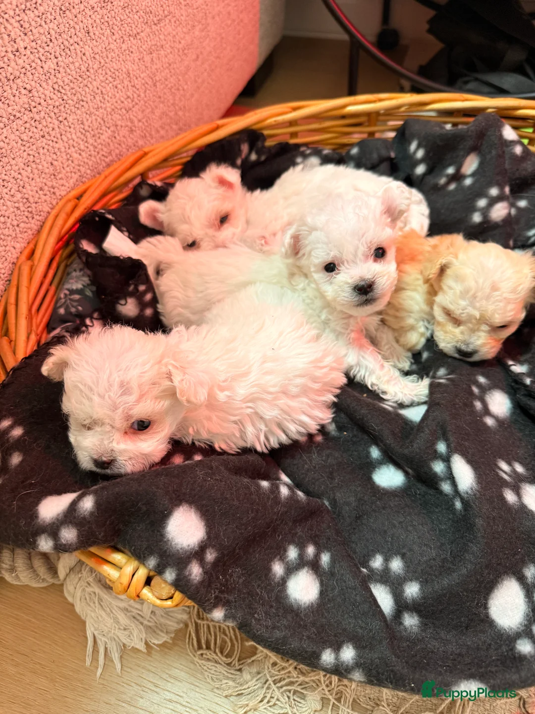 Maltipoo honden te koop: Maltezer pups  - Advertentie 25