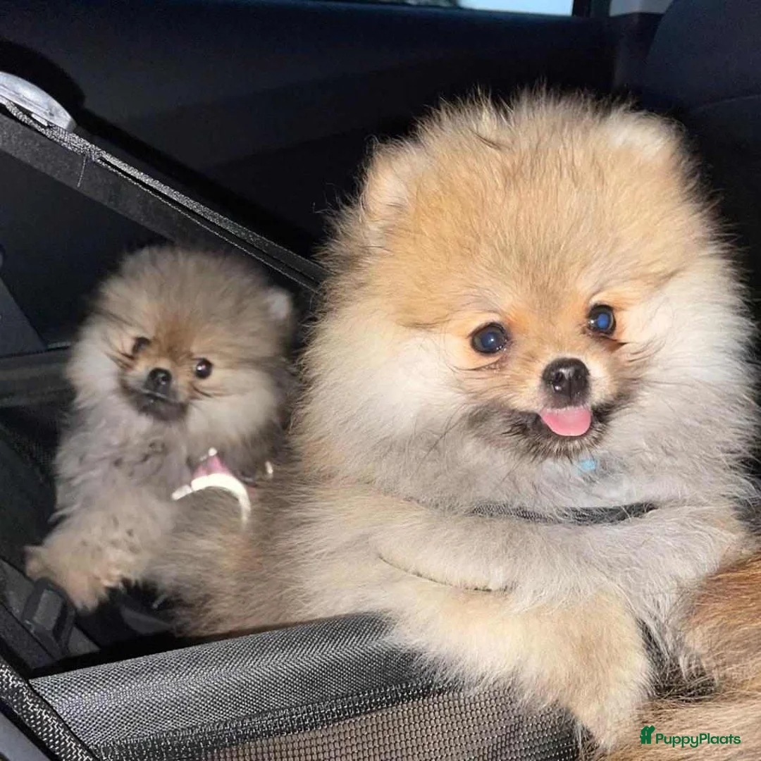 Galerij afbeelding {{count}}