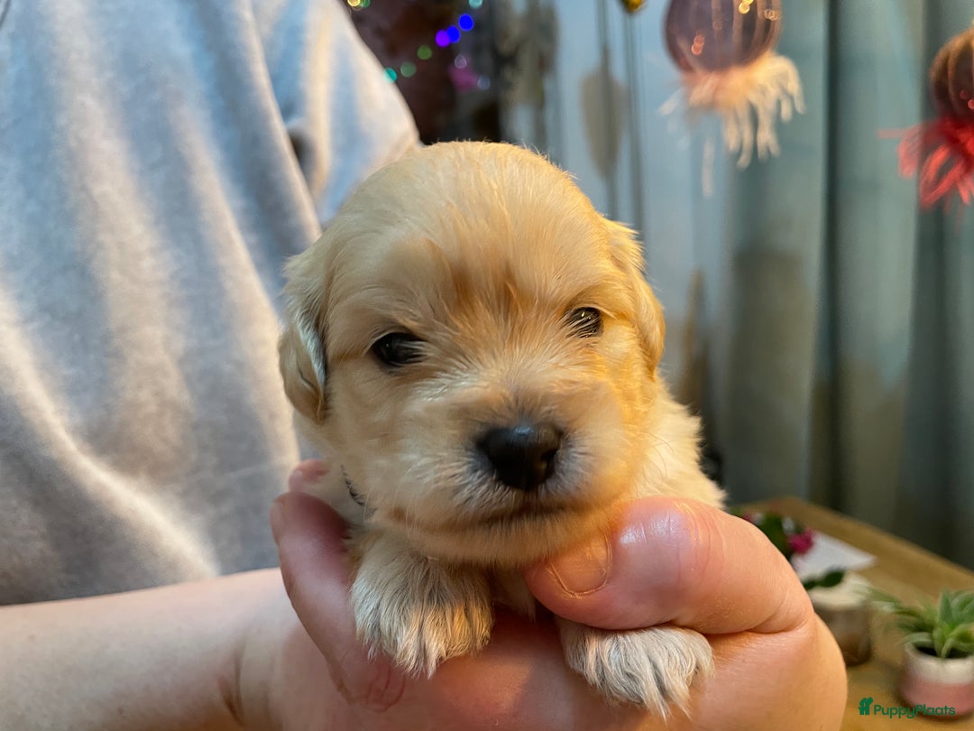 Kruising honden te koop: Boompoo pups, Boomer X Toy poedel - Advertentie 12