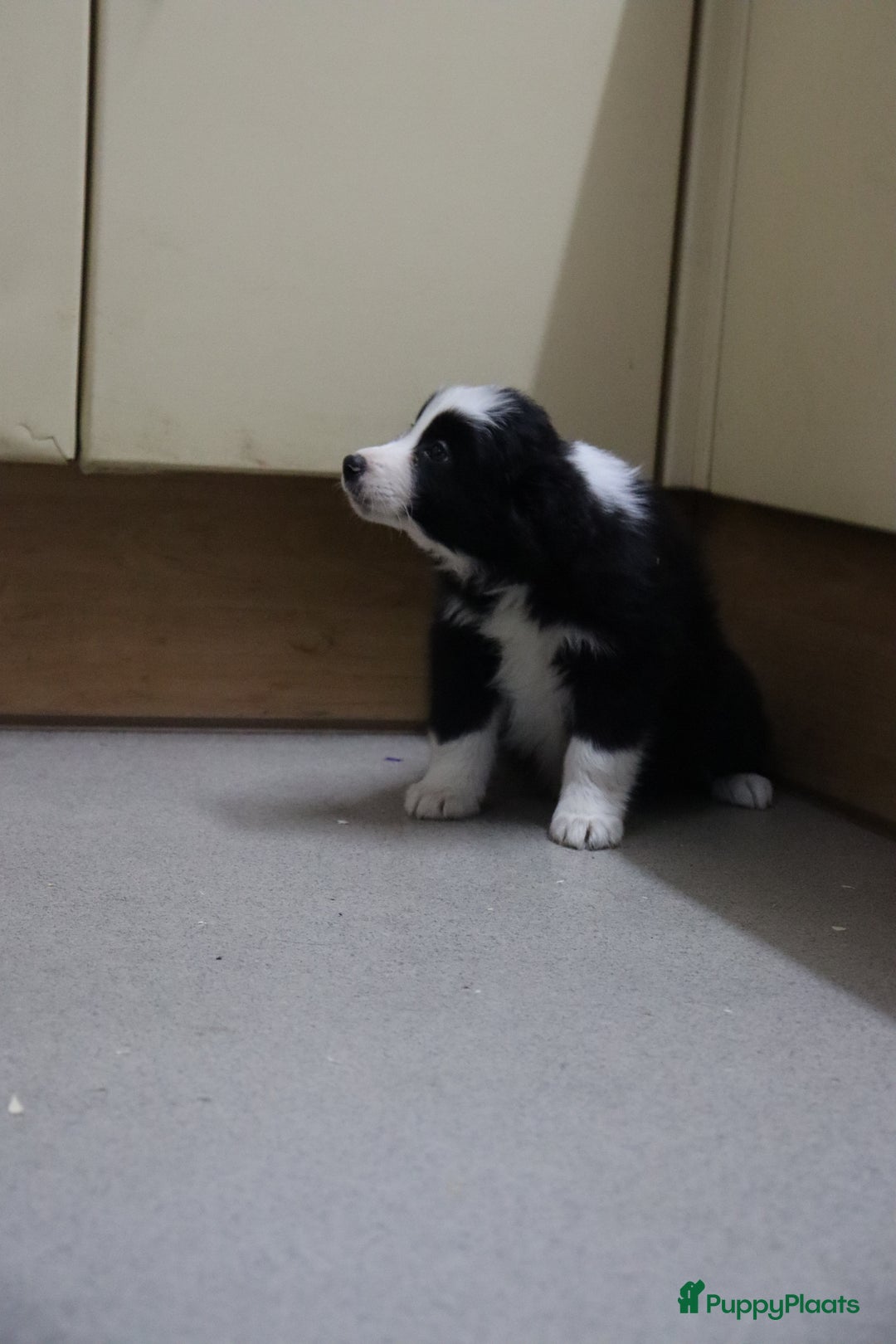 Border Collie honden te koop: Super Schattige border collie pups te koop - Advertentie 9