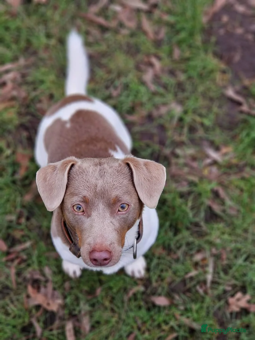 Jack Russel Terriër honden ter dekking: Jack russell dekreuen in Koewacht - Advertentie 8