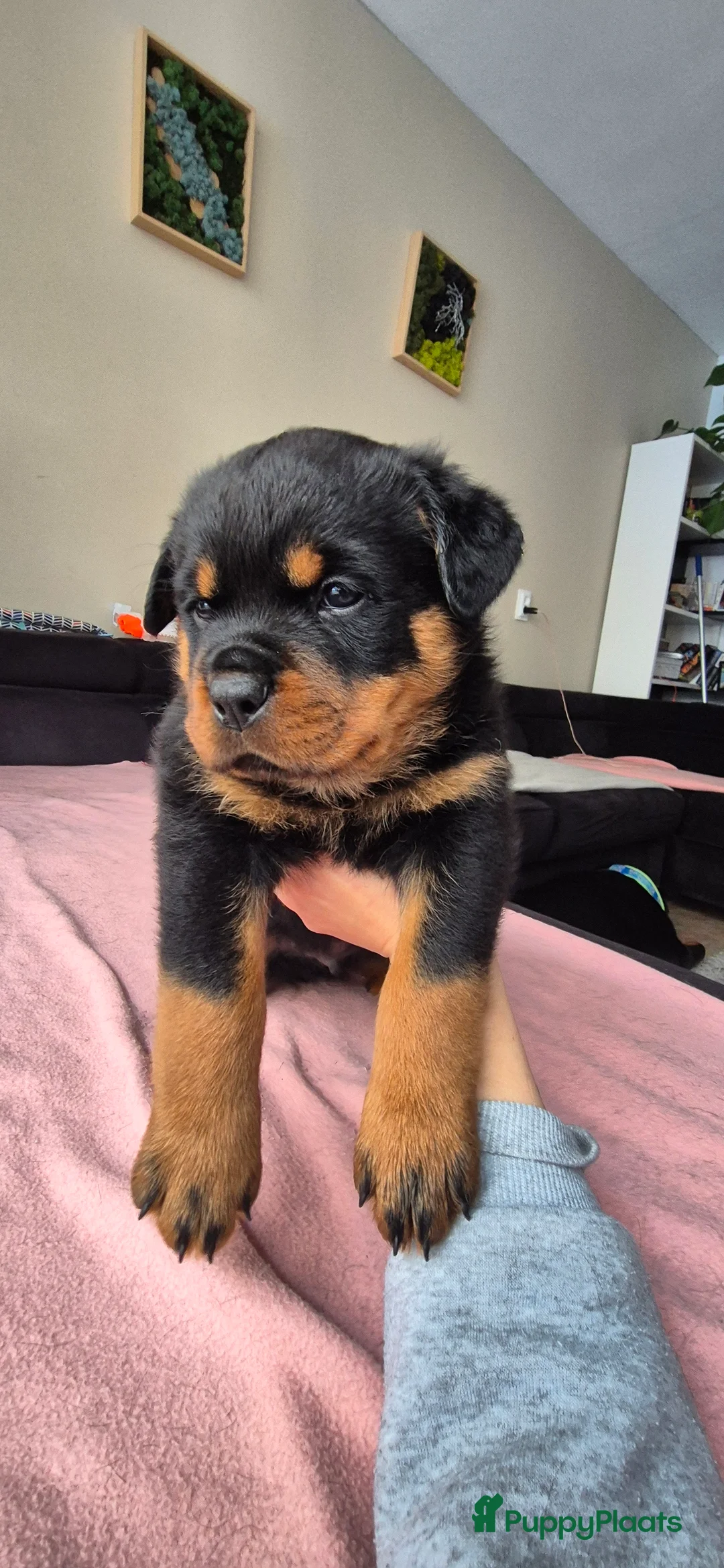 Rottweiler honden te koop: Litter F  - Advertentie 6