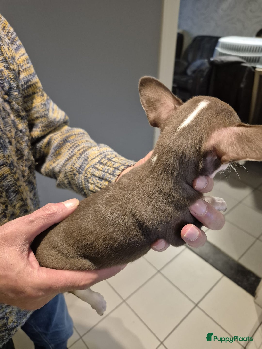 Chihuahua honden te koop: KORTHARIGE CHIHUAHUAPUPS - Advertentie 8