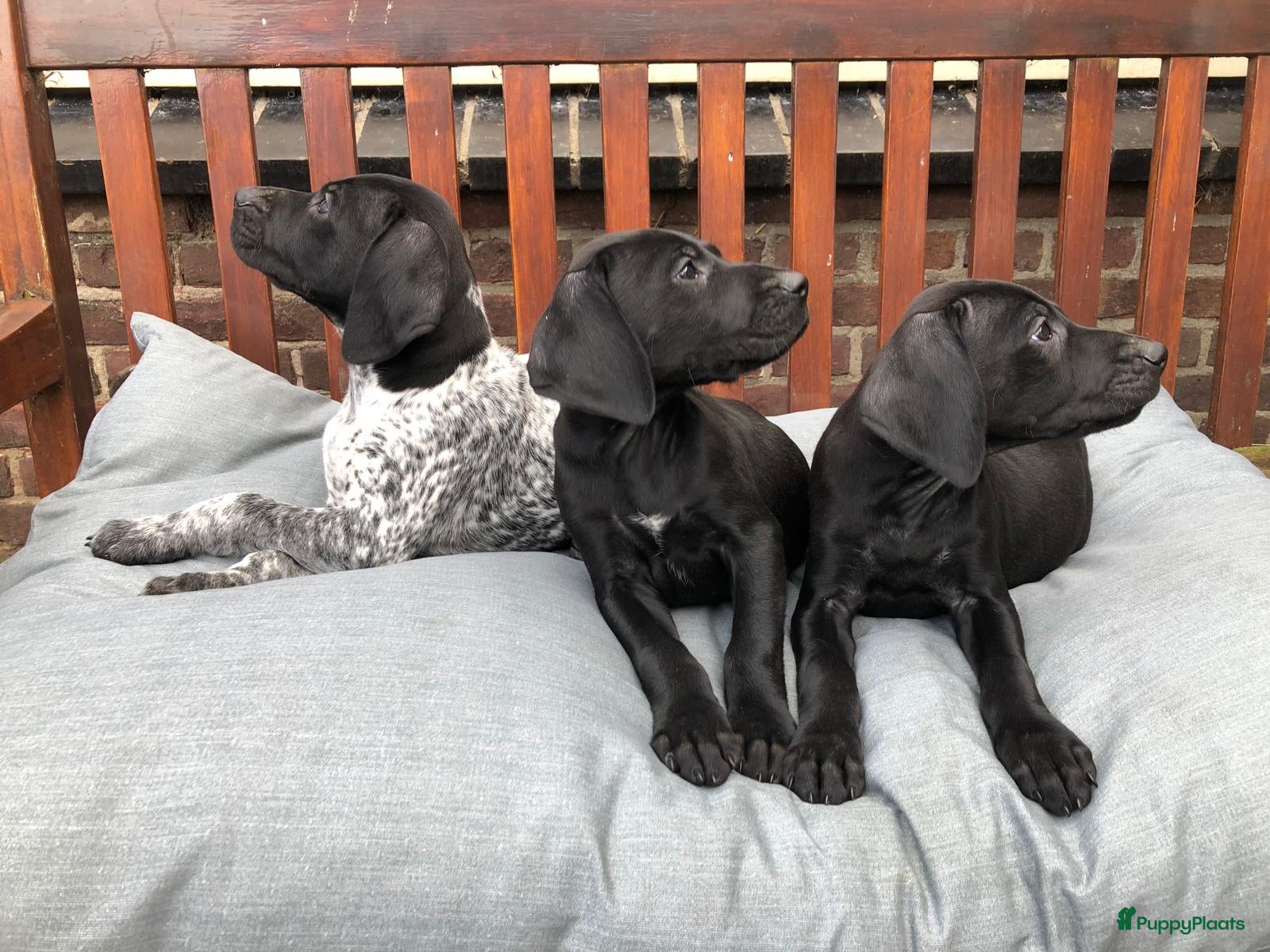 Duitse Staande Hond Korthaar honden Duitse staande korthaar pups - Advertentie 1