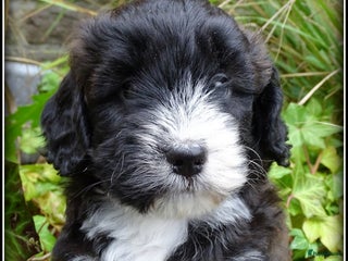 Kruising honden - Advertentie 5