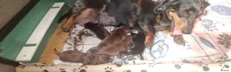 Teckel (korthaar)  honden te koop:  Prachtige korthaar teckels pups van particulier - Advertentie 1