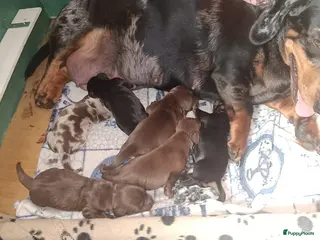 Teckel (korthaar) honden Prachtige standaard korthaar teckels pups - Advertentie 5