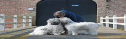 Polski Owczarek Nizinny honden te koop: Gouden mandje zoeken - Advertentie 4