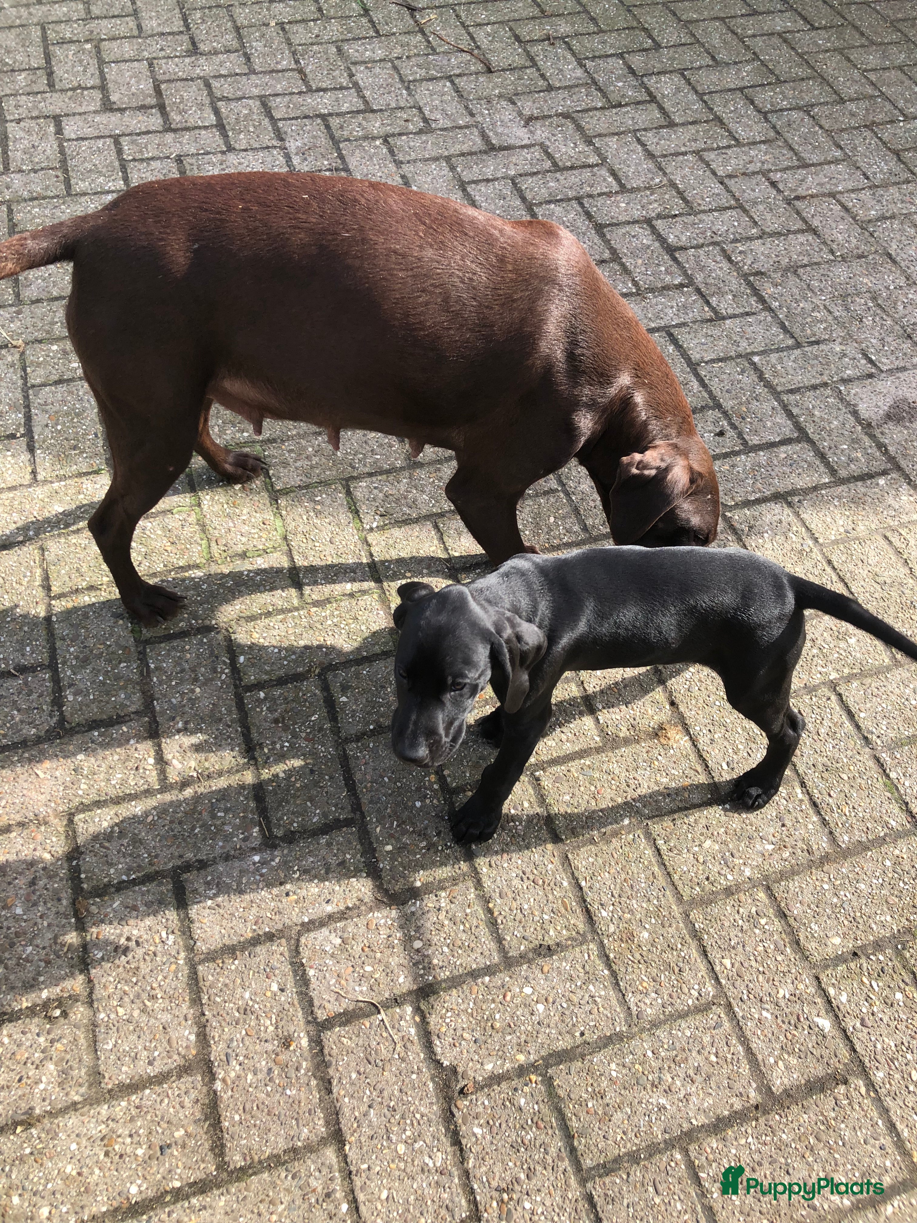 Duitse Staande Hond Korthaar honden Duitse staande kothaar pup Tim - Advertentie 1