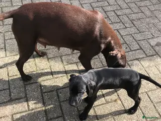 Duitse Staande Hond Korthaar honden Duitse staande kothaar pup Tim - Advertentie 18