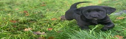 Kruising honden te koop: Kruising boxer retriever pup teefje - Advertentie 1
