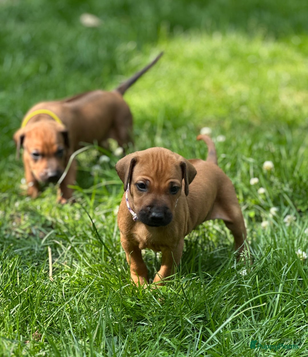 Rhodesian Ridgeback honden te koop: Prachtige en perfecte Rhodesian Ridgeback pups in Oosterbeek - Afbeelding 12