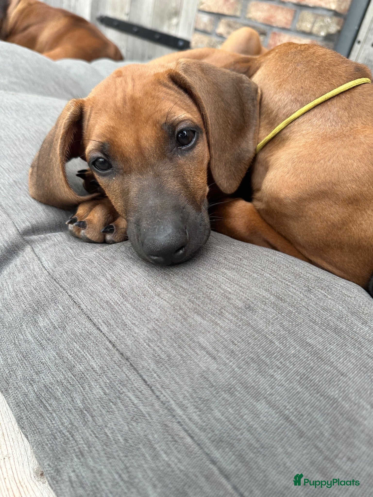 Rhodesian Ridgeback honden 10 prachtige Rhodesian Ridgeback pups te koop - Advertentie 1