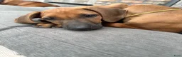 Rhodesian Ridgeback honden te koop: 10 prachtige Rhodesian Ridgeback pups te koop - Advertentie 33