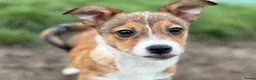 Kruising honden ter adoptie: Storm - Advertentie 1