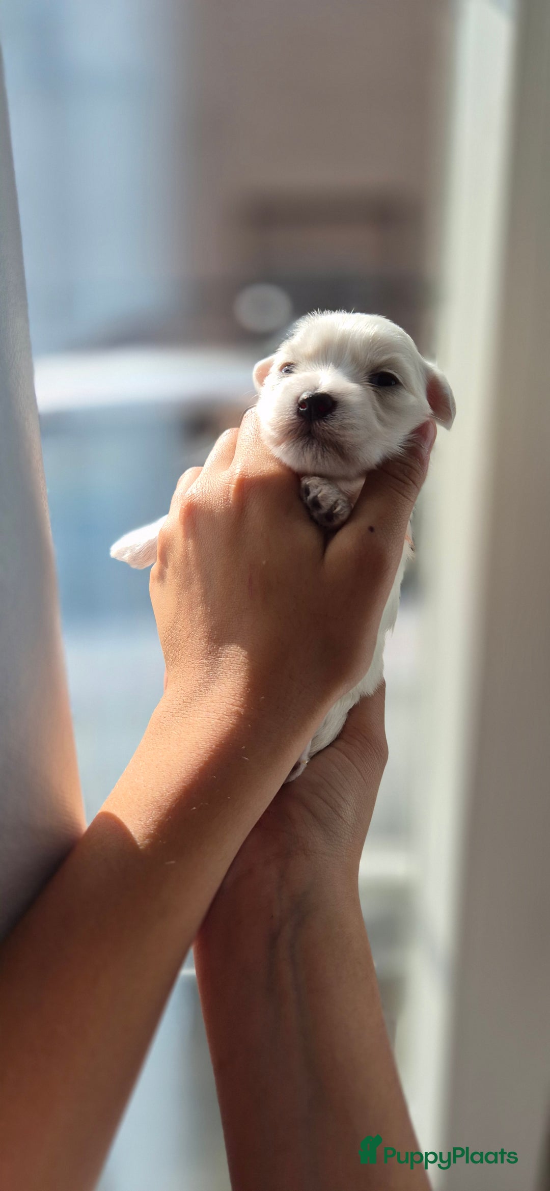 Maltezer honden te koop: Malteser toy - Advertentie 3