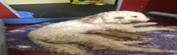 Kruising honden te koop: 5 prachtige poedel pups  - Advertentie 1