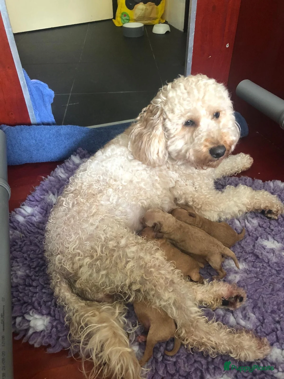 Kruising honden te koop: 5 prachtige poedel pups  - Advertentie 1