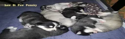 Pomsky honden te koop: Pomsky puppy’s F4+, 100% Amerikaanse bloedlijn - Advertentie 7