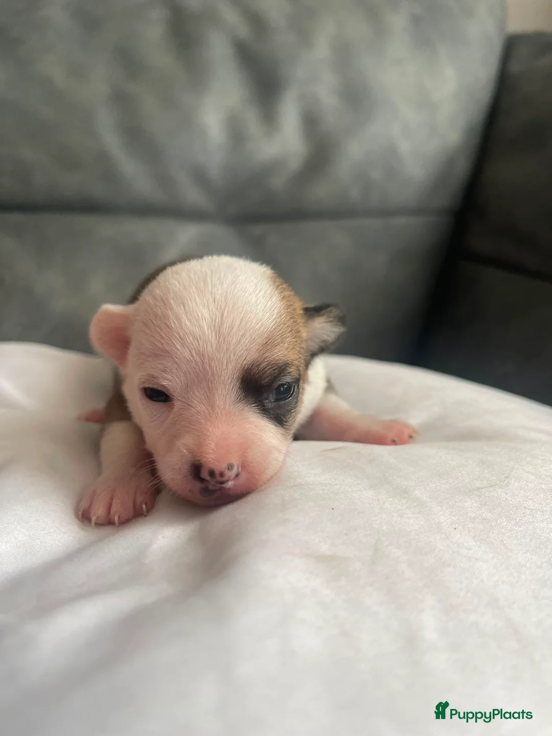 Chihuahua honden te koop: Chihuahua pups raszuiver te koop in Dongen - Advertentie 2