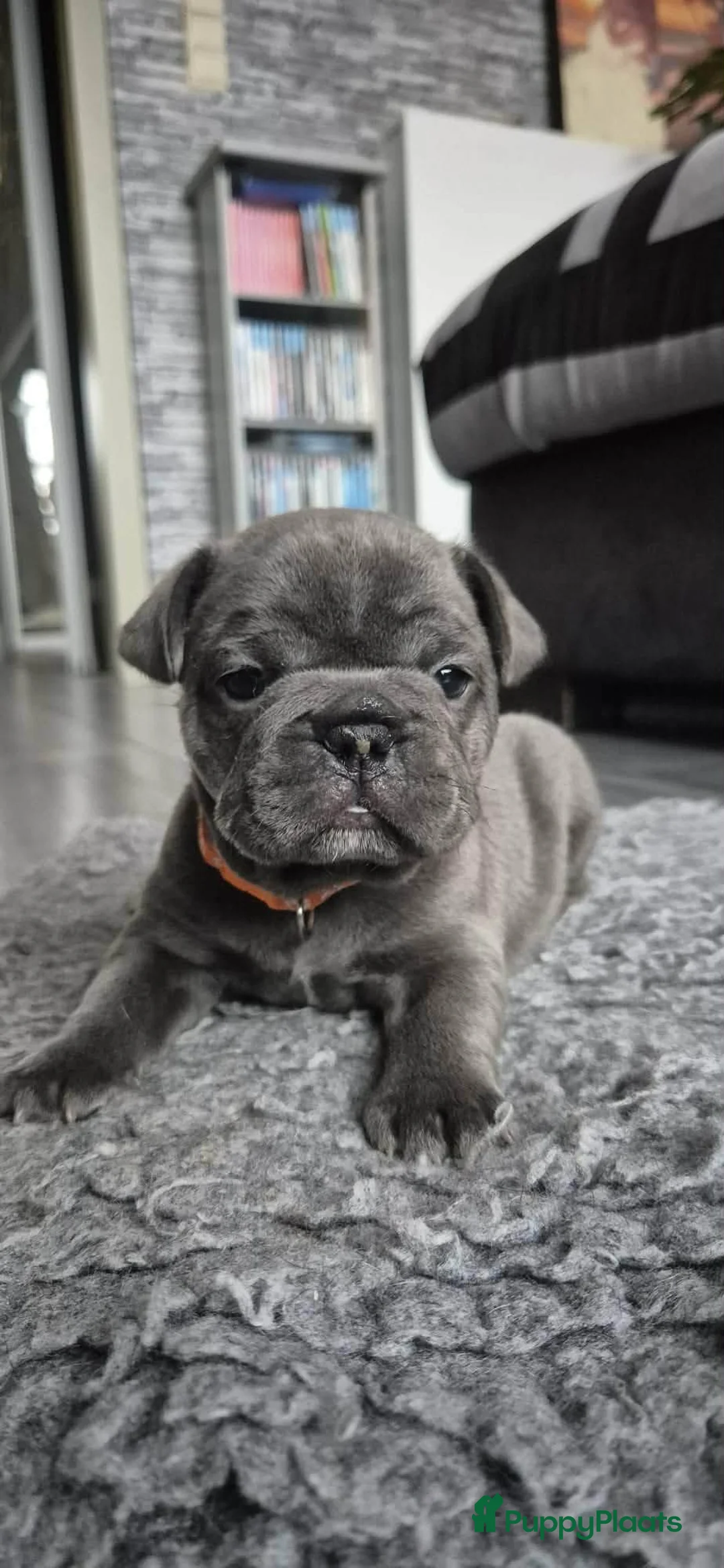 Franse Bulldog honden te koop:  Prachtige Blauwe Bulldog puppy’s thuisnestje - Advertentie 29