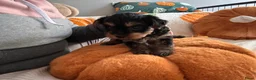 Yorkshire Terriër honden te koop: Yorkshire terriër-puppy’s  - Advertentie 5