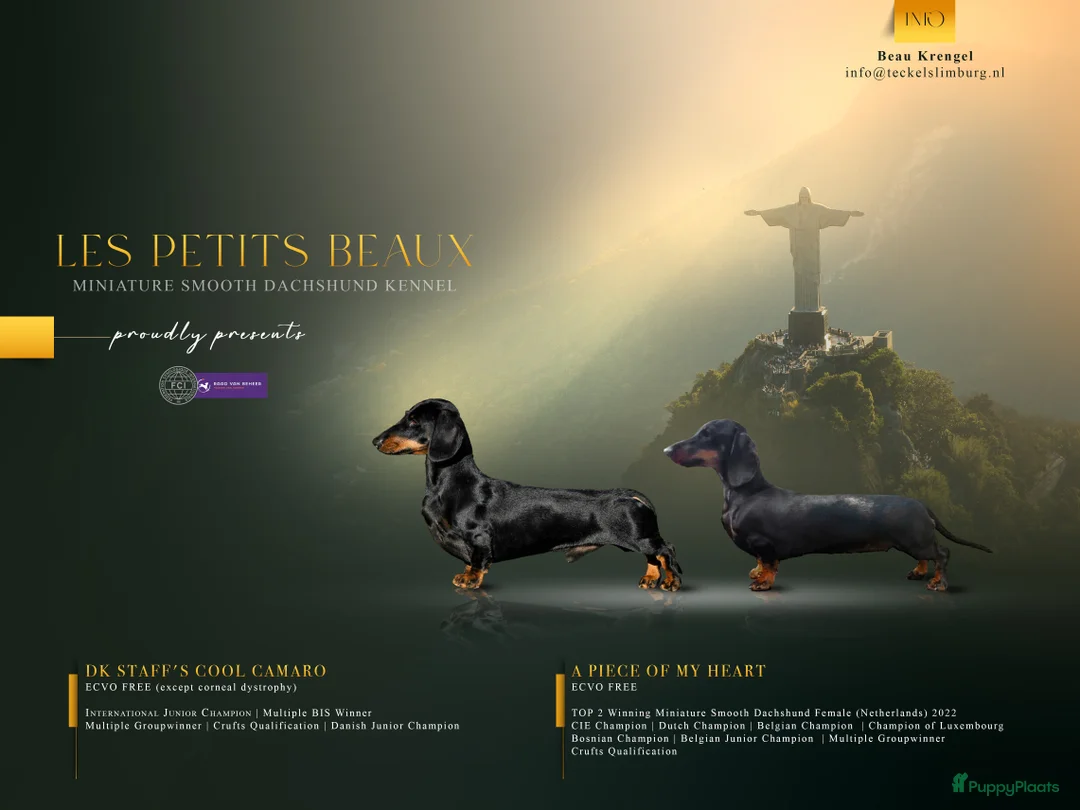 Teckel (korthaar)  honden te koop: Dwerg langhaar puppies - Advertentie 4