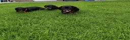 Teckel (korthaar)  honden te koop: Ras zuivere dwerg teckel pups  - Advertentie 4