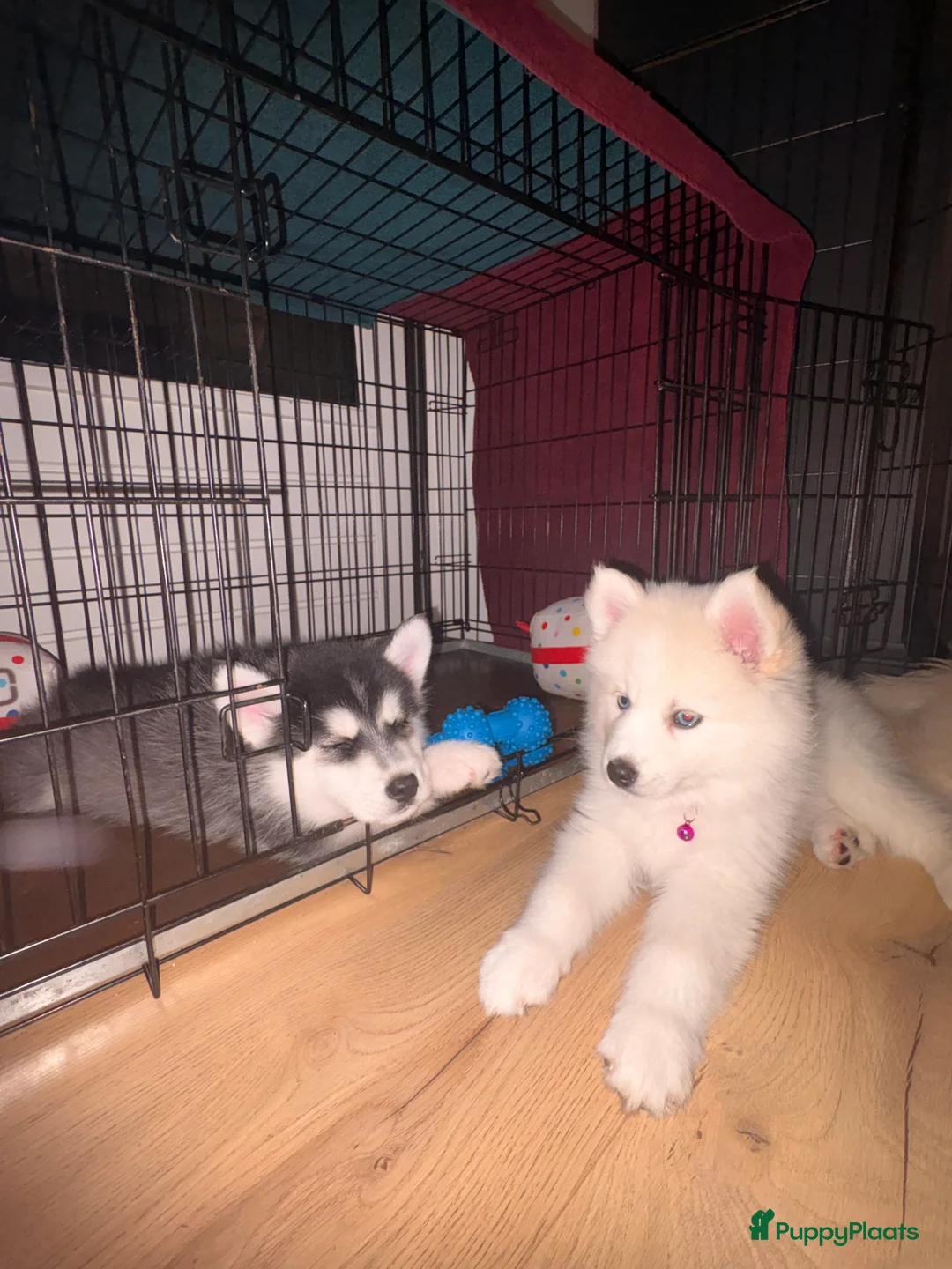 Pomsky honden te koop: Pomsky pups te koop –blauwe ogen–nog 1 beschikbaar - Advertentie 7