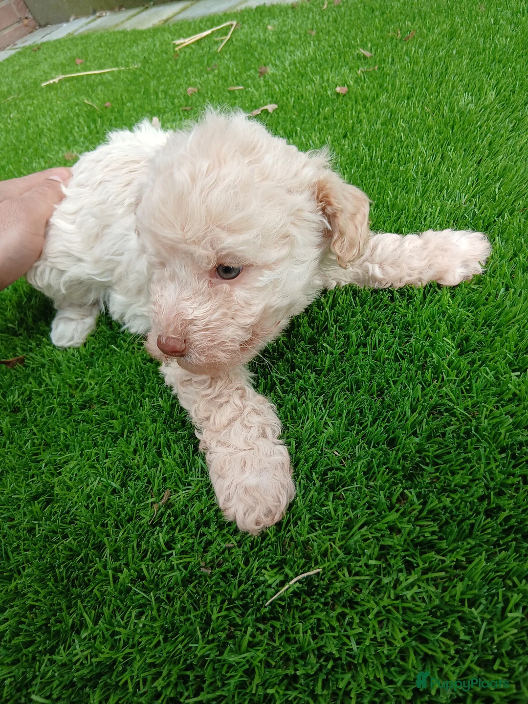 Lagotto Romagnolo honden te koop: Exclusief nestje Lagotto Romagnolo pups - Advertentie 26