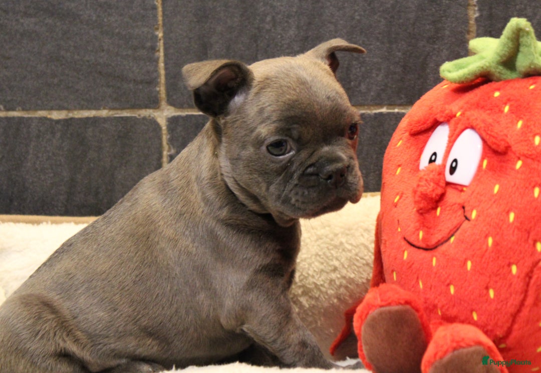 Franse Bulldog honden te koop: Franse Bulldog pups - Advertentie 28