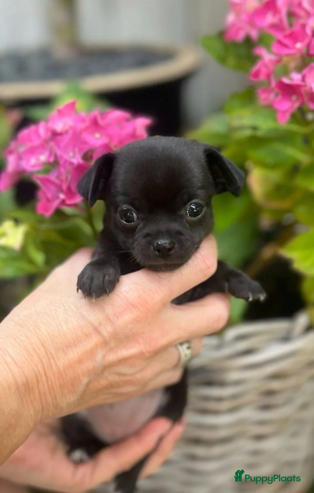 Chihuahua honden te koop: Mooi klein zwart chihuahua puppy - Advertentie 1
