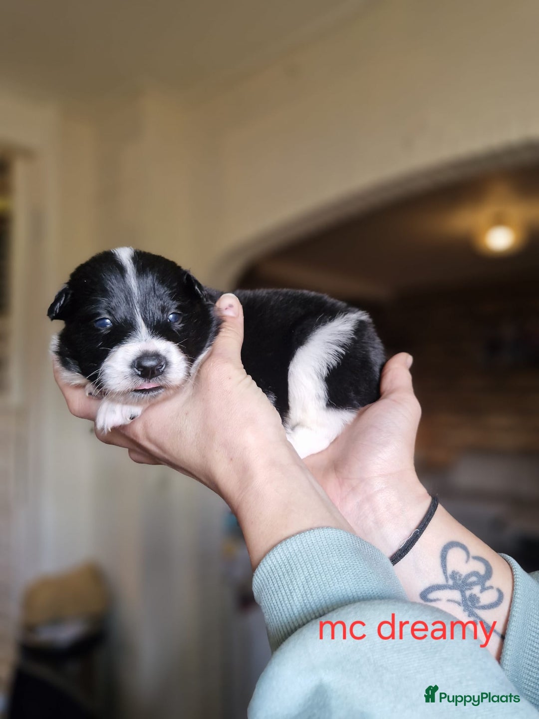 Kruising honden te koop: Zachtaardige Samollie  - Advertentie 7