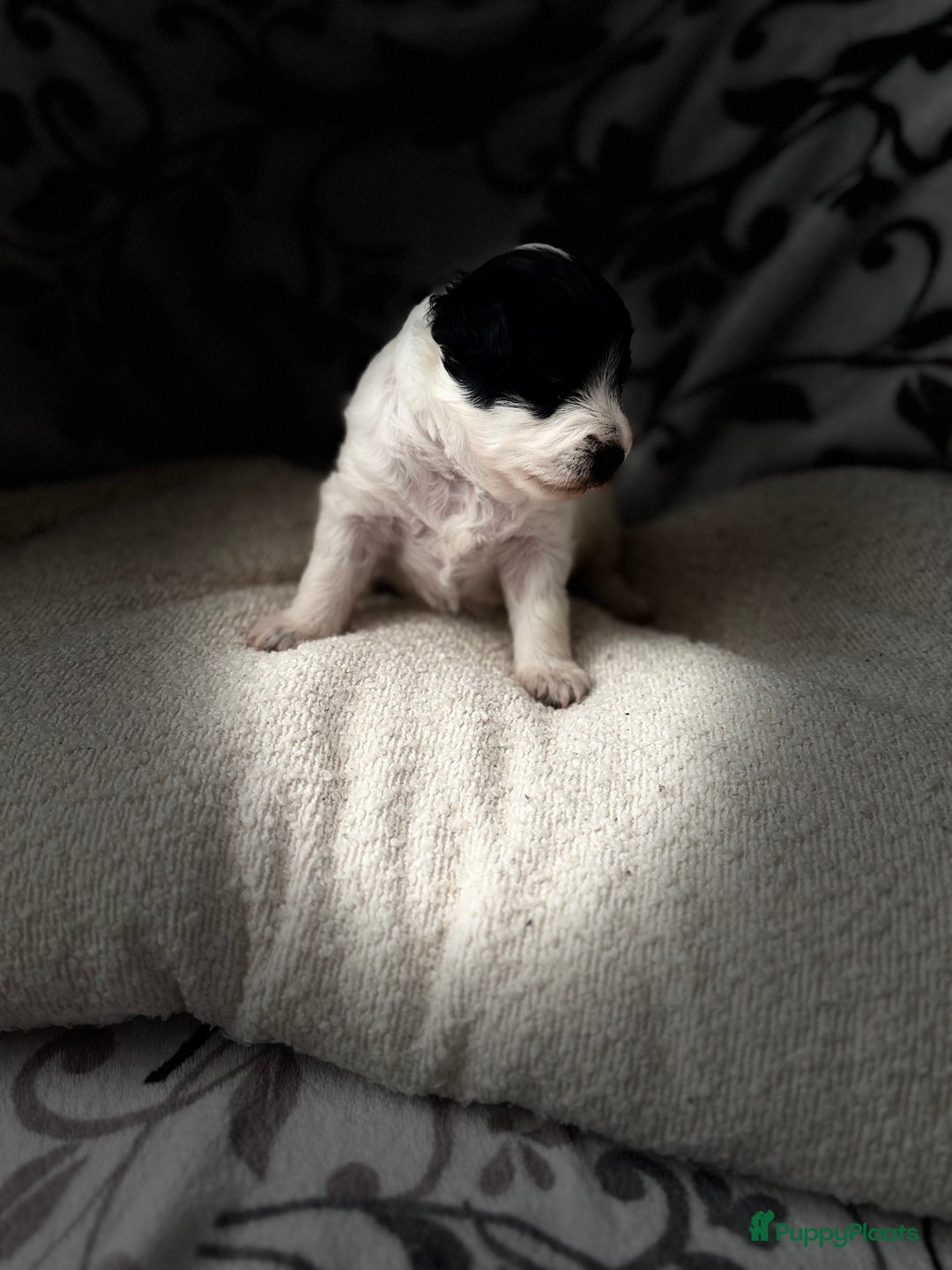 Kruising honden te koop: Kruising Maltipoo/ boomer nog 1 beschikbaar - Advertentie 13