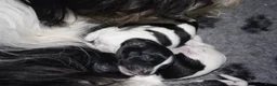 Nederlandse Schapendoes honden te koop: Nederlandse schapendoes - Advertentie 9