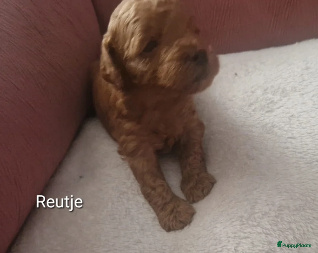 Dwergpoedel honden te koop: Rode dwerpoedels in Helmond - Advertentie 10