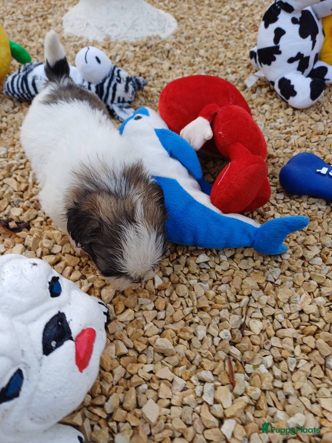 Shih Tzu honden te koop: leuke lieve ras zuiver shih tzu pups - Advertentie 20