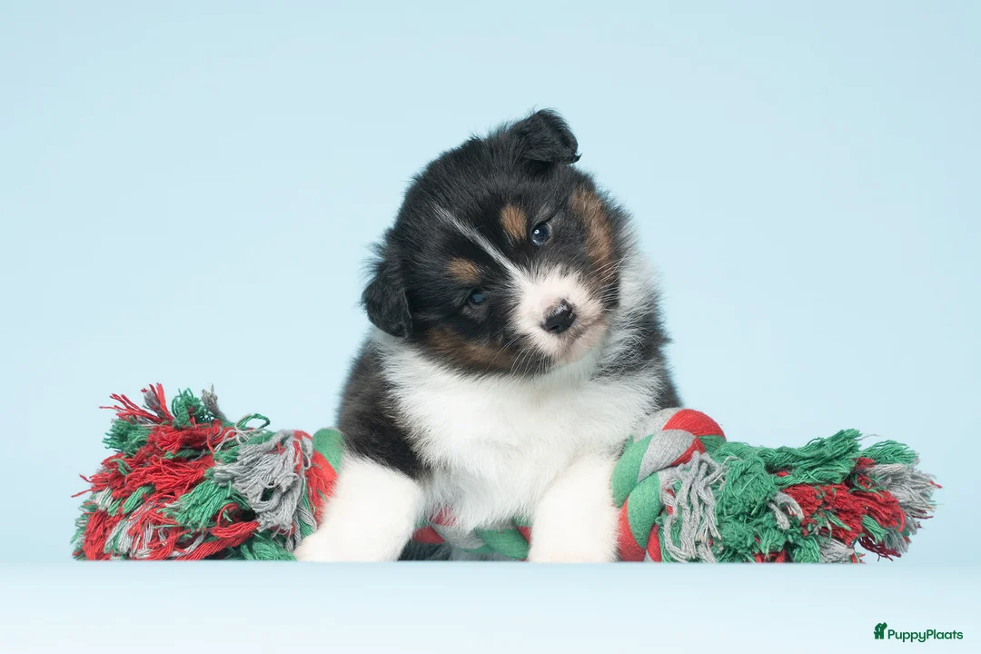 Australian Shepherd honden te koop: Australian Shepherd pups - Advertentie 6