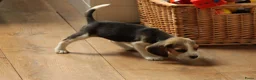 Beagle honden te koop: Beagle pups met stamboom  - Advertentie 9