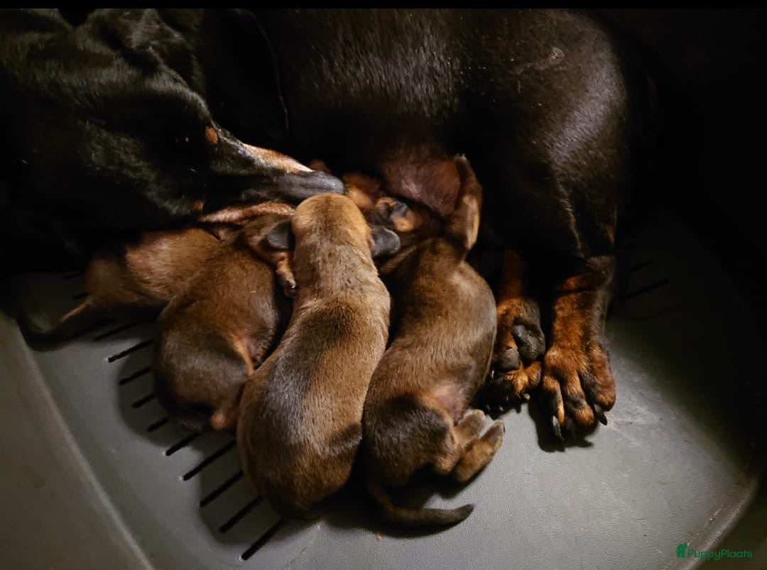 Teckel (korthaar)  honden Teckelpups korthaar met FCI stamboom - Advertentie 2