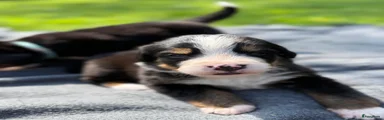 Berner Sennenhond Puppy 2