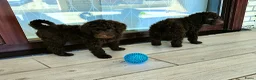 Labradoodle honden te koop: schattige chocof4 labradoodle pups ouders aanwezig - Advertentie 11