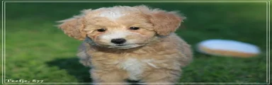 Maltipoo 2