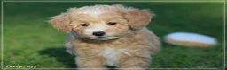 Maltipoo honden te koop: Knappe Maltipoo pups. - Advertentie 27