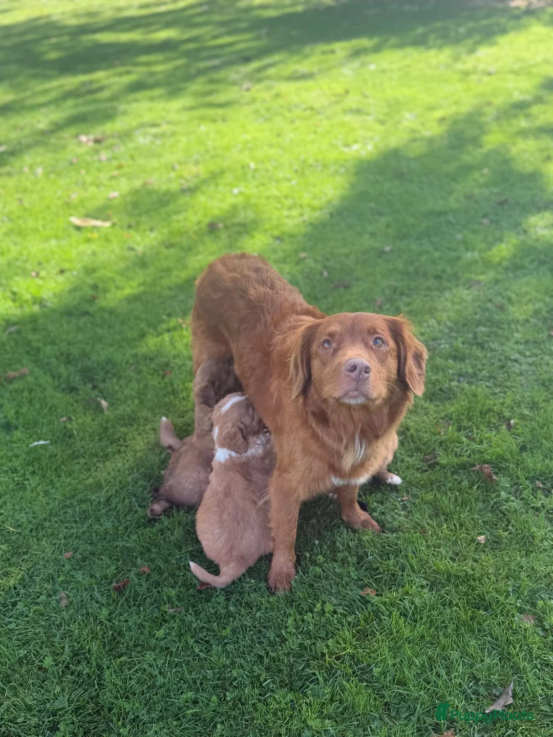 Kruising honden te koop: Nova Scotia Duck Tolling Retriever pups - Advertentie 2