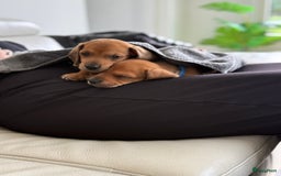 Teckel (korthaar)  honden te koop: Prachtig liefdesnestje met witte langharige papa - Afbeelding 2